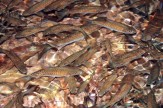 Ko Tarutao Fish at Waterfall Pool by Claire.JPG (94 KB)